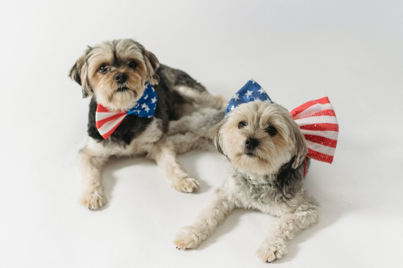 adorable pedigreed dogs in bow ties in studio