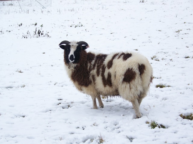 Jacob Sheep, Croucheston